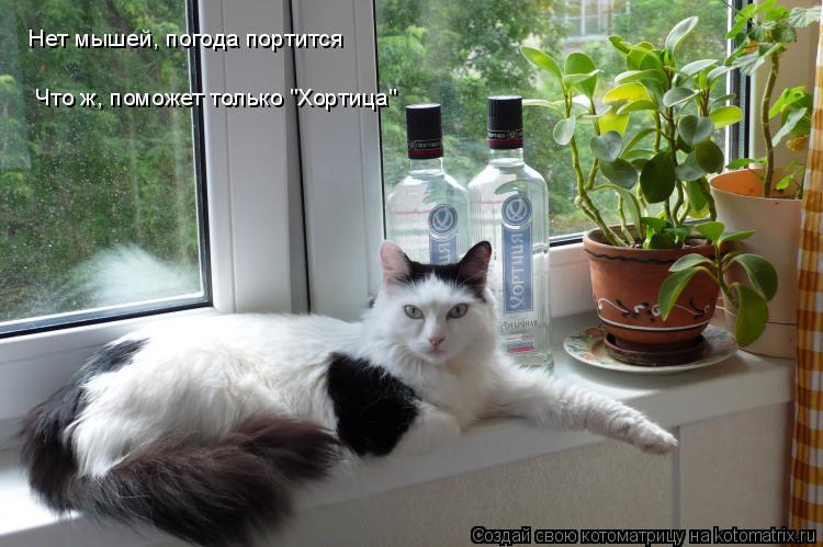 Нет мышей, погода портится Что ж, поможет только "Хортица"... Котоматрица: Нет мышей, погода портится Что ж, поможет только "Хортица"