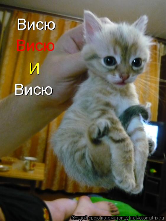 Котоматрица: Висю Висю И Висю