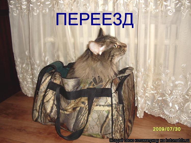 Котоматрица: ПЕРЕЕЗД