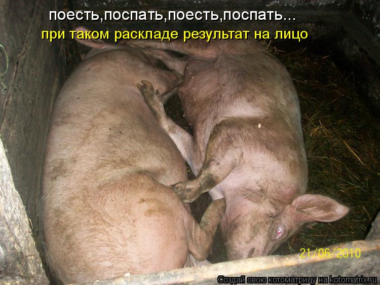 Котоматрица: поесть,поспать,поесть,поспать... при таком раскладе результат на лицо