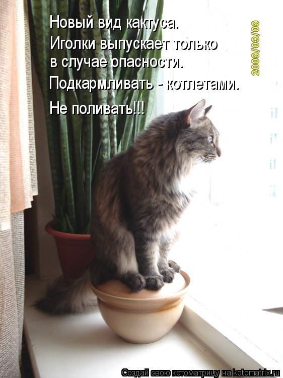 Котоматрица: Новый вид кактуса. Иголки выпускает только  в случае опасности. Подкармливать - котлетами. Не поливать!!!