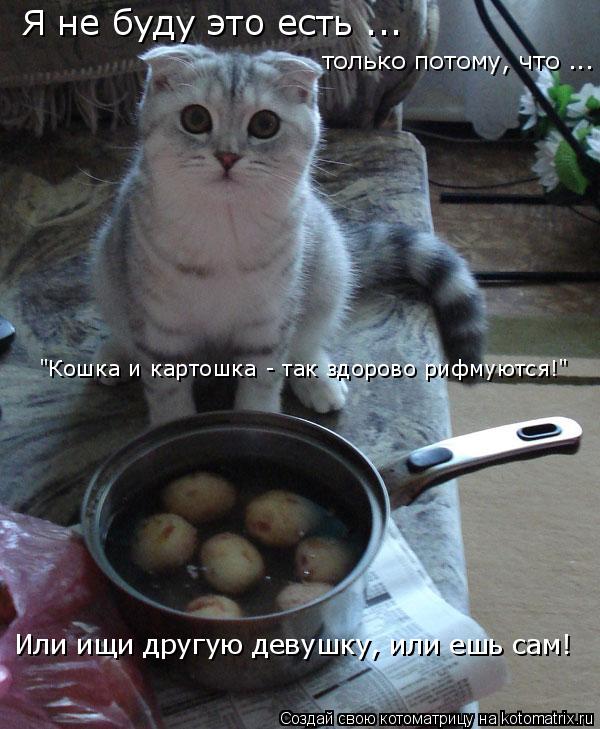 Котоматрица: Я не буду это есть ... только потому, что ... "Кошка и картошка - так здорово рифмуются!" Или ищи другую девушку, или ешь сам!