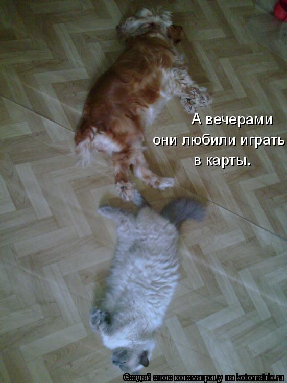 А вечерами они любили играть в карты.... Котоматрица: А вечерами они любили играть в карты.