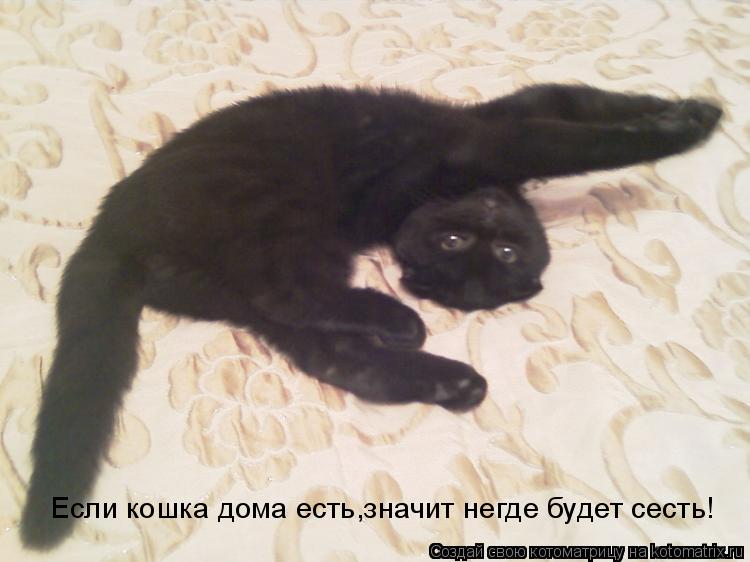 Если кошка дома есть,значит негде будет сесть!... Котоматрица: Если кошка дома есть,значит негде будет сесть!