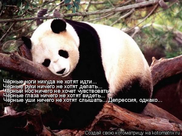 Котоматрица: Чёрные ноги никуда не хотят идти... Чёрные руки ничего не хотят делать... Чёрный нос ничего не хочет чувствовать... Чёрные глаза ничего не хотя