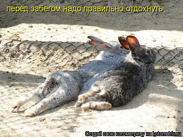 Котоматрица: перед забегом надо правильно отдохнуть