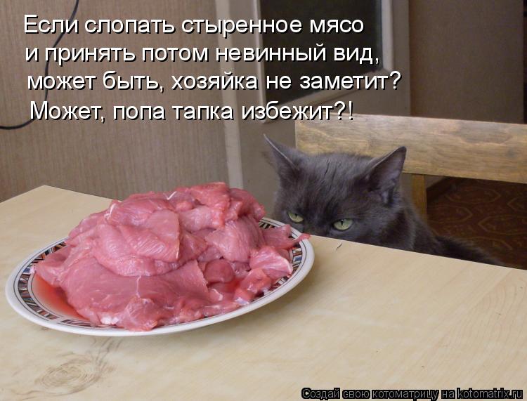 Если слопать стыренное мясо и принять потом невинный вид, может быть, хозяйка не заметит? Может, по... Котоматрица: Если слопать стыренное мясо и принять потом невинный вид, может быть, хозяйка не заметит? Может, попа тапка избежит?!