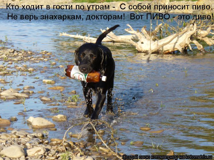Кто ходит в гости по утрам - С собой приносит пиво. Не верь знахаркам, докторам! Вот ПИВО - это див... Котоматрица: Кто ходит в гости по утрам - С собой приносит пиво. Не верь знахаркам, докторам! Вот ПИВО - это диво!