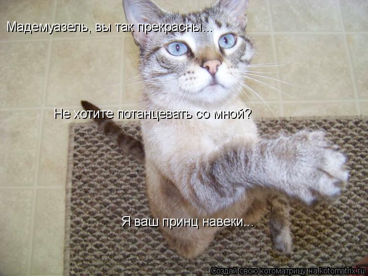 Мадемуазель, вы так прекрасны... Не хотите потанцевать со мной? Я ваш принц навеки...... Котоматрица: Мадемуазель, вы так прекрасны... Не хотите потанцевать со мной? Я ваш принц навеки...