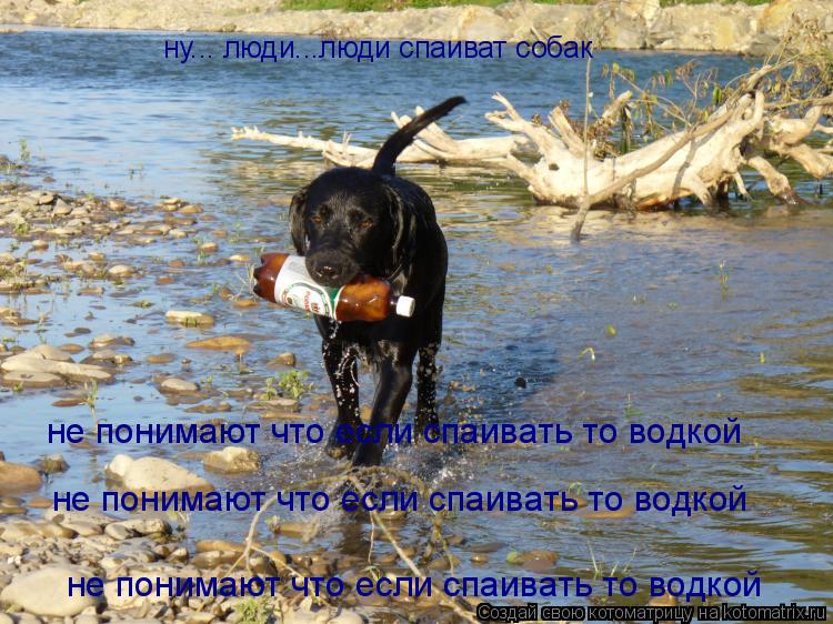 ну... люди...люди ну... люди...люди спаиват собак не понимают что если спаивать то водкой не понимаю... Котоматрица: ну... люди...люди ну... люди...люди спаиват собак не понимают что если спаивать то водкой не понимают что если спаивать то водкой не понимают чт