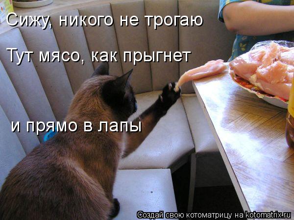 Сижу, никого не трогаю Тут мясо, как прыгнет и прямо в лапы... Котоматрица: Сижу, никого не трогаю Тут мясо, как прыгнет и прямо в лапы