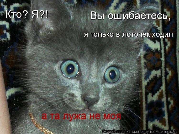Кто? Я?! Вы ошибаетесь, я только в лоточек ходил а та лужа не моя... Котоматрица: Кто? Я?! Вы ошибаетесь, я только в лоточек ходил а та лужа не моя
