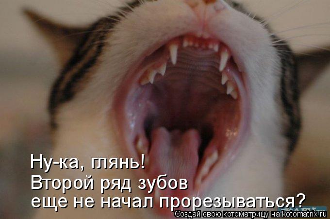 Ну-ка, глянь! Второй ряд зубов еще не начал прорезываться?... Котоматрица: Ну-ка, глянь! Второй ряд зубов еще не начал прорезываться?