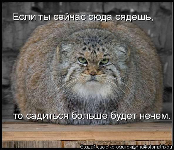 Если ты сейчас сюда сядешь, то садиться больше будет нечем.... Котоматрица: Если ты сейчас сюда сядешь, то садиться больше будет нечем.
