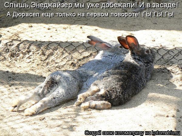 Слышь,Энеджайзер,мы уже добежали! И в засаде! А Дюрасел еще только на первом повороте! ГЫ ГЫ ГЫ... Котоматрица: Слышь,Энеджайзер,мы уже добежали! И в засаде! А Дюрасел еще только на первом повороте! ГЫ ГЫ ГЫ
