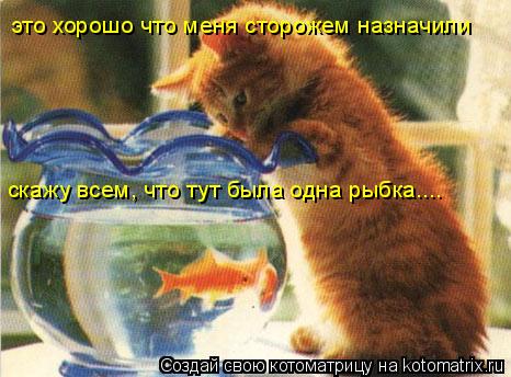 это хорошо что меня сторожем назначили скажу всем, что тут была одна рыбка....... Котоматрица: это хорошо что меня сторожем назначили скажу всем, что тут была одна рыбка....