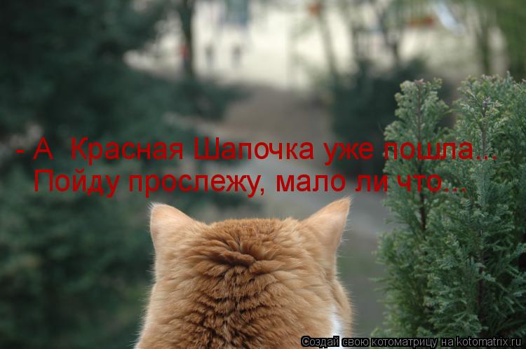 Пойду прослежу, мало ли что... - А Красная Шапочка уже пошла...... Котоматрица: Пойду прослежу, мало ли что... - А Красная Шапочка уже пошла...