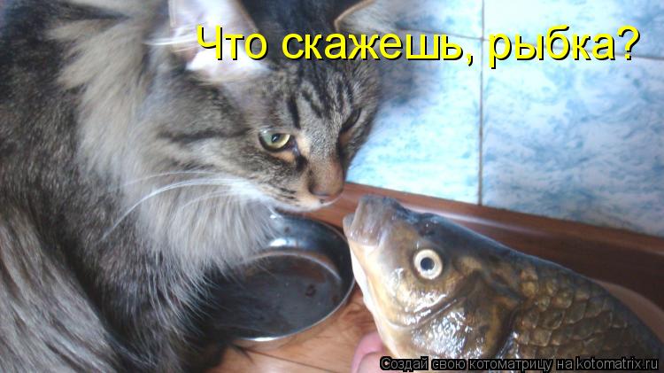 Что скажешь, рыбка?... Котоматрица: Что скажешь, рыбка?