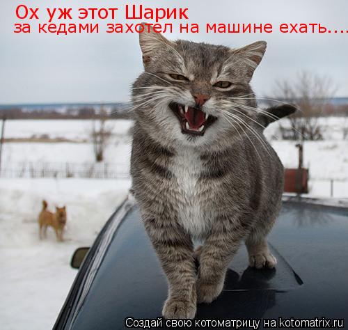 Ох уж этот Шарик за кедами захотел на машине ехать....... Котоматрица: Ох уж этот Шарик за кедами захотел на машине ехать....