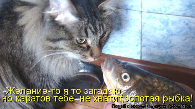 но каратов тебе не хватит,золотая рыбка! -Желание-то я то загадаю,... Котоматрица: но каратов тебе не хватит,золотая рыбка! -Желание-то я то загадаю,