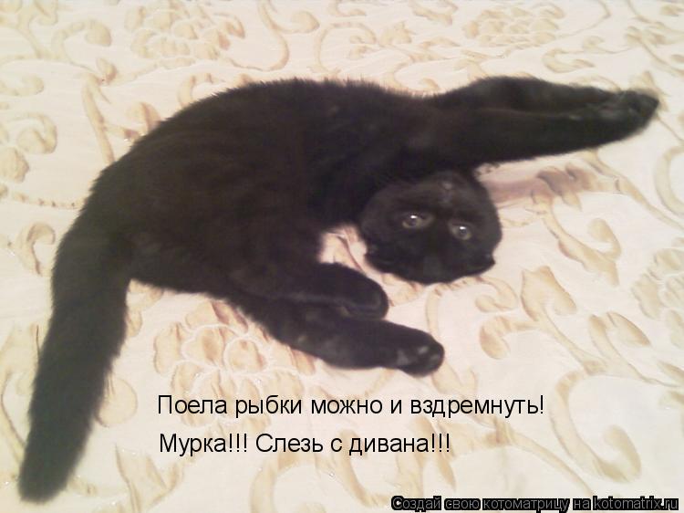 Поела рыбки можно и вздремнуть! Мурка!!! Слезь с дивана!!!... Котоматрица: Поела рыбки можно и вздремнуть! Мурка!!! Слезь с дивана!!!