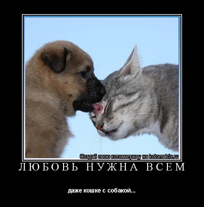 ЛЮБОВЬ НУЖНА ВСЕМ даже кошке с собакой...... Котоматрица: ЛЮБОВЬ НУЖНА ВСЕМ даже кошке с собакой...