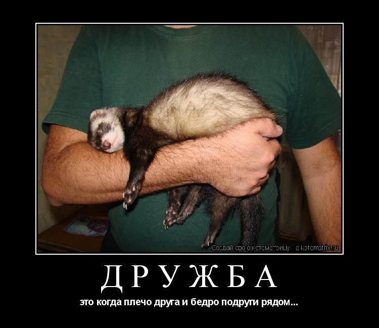 Дружба это когда плечо друга и бедро подруги рядом...... Котоматрица: Дружба это когда плечо друга и бедро подруги рядом...