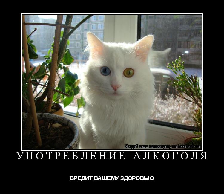УПОТРЕБЛЕНИЕ АЛКОГОЛЯ ВРЕДИТ ВАШЕМУ ЗДОРОВЬЮ... Котоматрица: УПОТРЕБЛЕНИЕ АЛКОГОЛЯ ВРЕДИТ ВАШЕМУ ЗДОРОВЬЮ