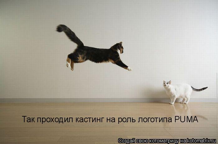 Так проходил кастинг на роль логотипа PUMA... Котоматрица: Так проходил кастинг на роль логотипа PUMA