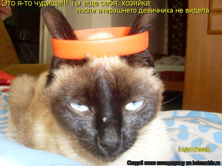 Это я-то чудище!!! Ты еще себя, хозяйка, после вчерашнего девичника не видела ...... Котоматрица: Это я-то чудище!!! Ты еще себя, хозяйка, после вчерашнего девичника не видела ...