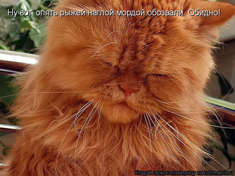 Ну вот, опять рыжей наглой мордой обозвали. Обидно!... Котоматрица: Ну вот, опять рыжей наглой мордой обозвали. Обидно!