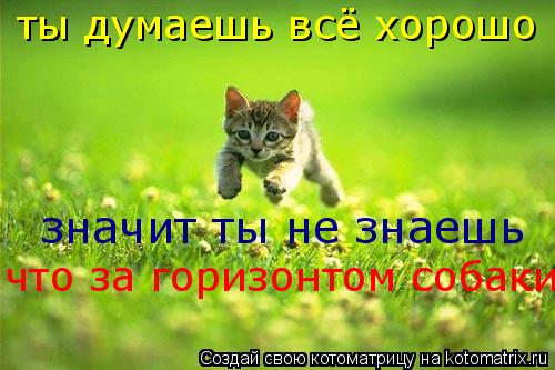 ты думаешь всё хорошо значит ты не знаешь что за горизонтом собаки... Котоматрица: ты думаешь всё хорошо значит ты не знаешь что за горизонтом собаки