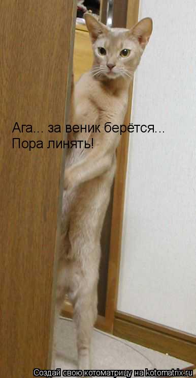 Ага... за веник берётся... Пора линять!... Котоматрица: Ага... за веник берётся... Пора линять!