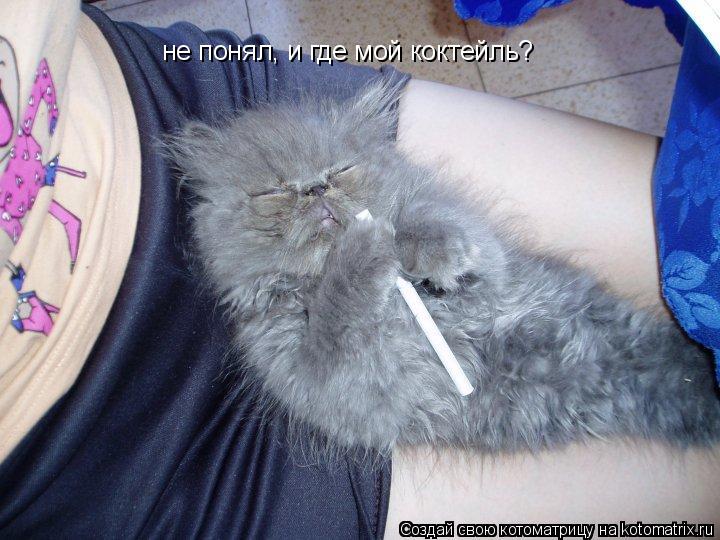 не понял, и где мой коктейль?... Котоматрица: не понял, и где мой коктейль?