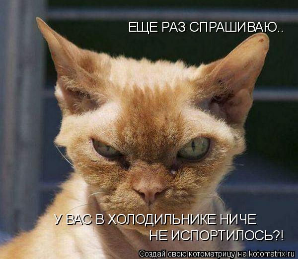 ЕЩЕ РАЗ СПРАШИВАЮ.. У ВАС В ХОЛОДИЛЬНИКЕ НИЧЕ НЕ ИСПОРТИЛОСЬ?!... Котоматрица: ЕЩЕ РАЗ СПРАШИВАЮ.. У ВАС В ХОЛОДИЛЬНИКЕ НИЧЕ НЕ ИСПОРТИЛОСЬ?!