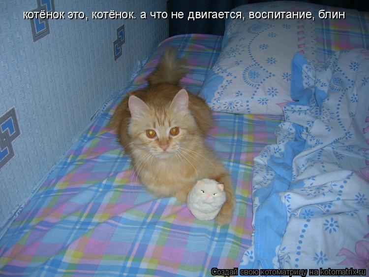 котёнок это, котёнок. а что не двигается, воспитание, блин... Котоматрица: котёнок это, котёнок. а что не двигается, воспитание, блин