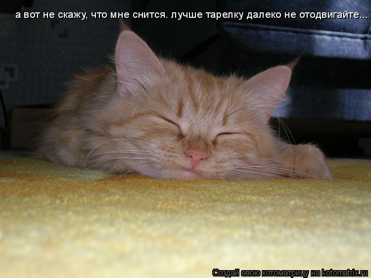 а вот не скажу, что мне снится. лучше тарелку далеко не отодвигайте...... Котоматрица: а вот не скажу, что мне снится. лучше тарелку далеко не отодвигайте...
