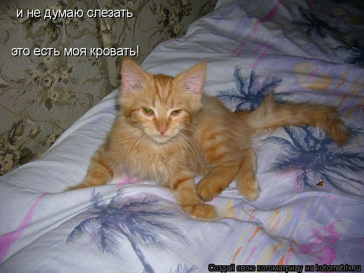 и не думаю слезать это есть моя кровать!... Котоматрица: и не думаю слезать это есть моя кровать!
