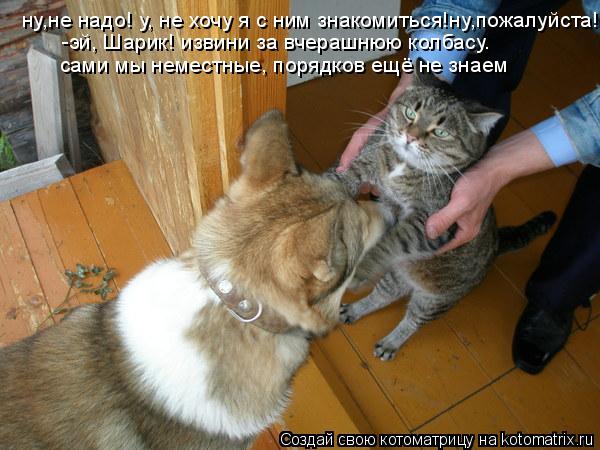 ну,не надо! у, не хочу я с ним знакомиться!ну,пожалуйста! -эй, Шарик! извини за вчерашнюю колбасу. ... Котоматрица: ну,не надо! у, не хочу я с ним знакомиться!ну,пожалуйста! -эй, Шарик! извини за вчерашнюю колбасу. сами мы неместные, порядков ещё не знаем