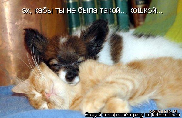 эх, кабы ты не была такой... кошкой...... Котоматрица: эх, кабы ты не была такой... кошкой...