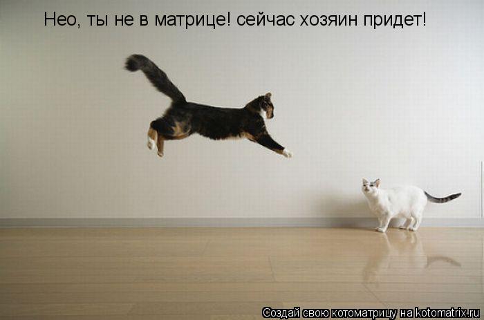 Нео, ты не в матрице! сейчас хозяин придет!... Котоматрица: Нео, ты не в матрице! сейчас хозяин придет!