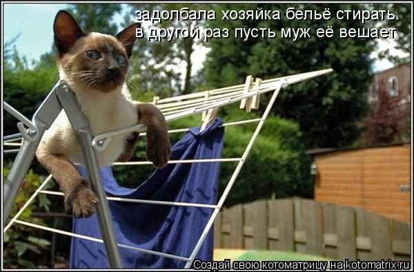 задолбала хозяйка бельё стирать. в другой раз пусть муж её вешает... Котоматрица: задолбала хозяйка бельё стирать. в другой раз пусть муж её вешает