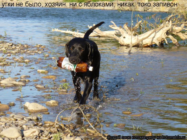 утки не было, хозяин. ни с яблоками, никак. токо запивон... Котоматрица: утки не было, хозяин. ни с яблоками, никак. токо запивон