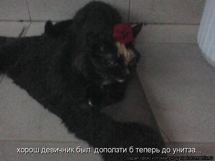 хорош девичник был. доползти б теперь до унитза...... Котоматрица: хорош девичник был. доползти б теперь до унитза...