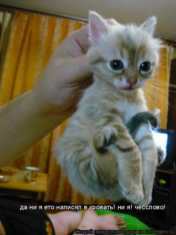 да ни я ето написял в кровать! ни я! чесслово!... Котоматрица: да ни я ето написял в кровать! ни я! чесслово!