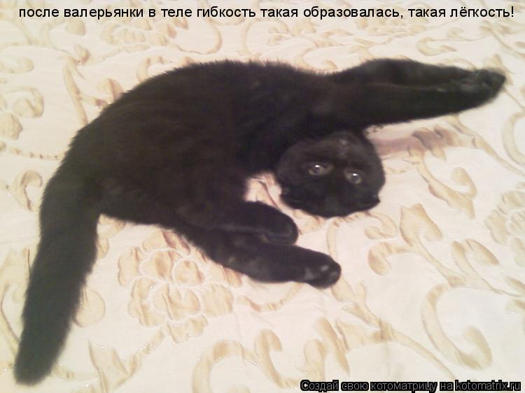 после валерьянки в теле гибкость такая образовалась, такая лёгкость!... Котоматрица: после валерьянки в теле гибкость такая образовалась, такая лёгкость!