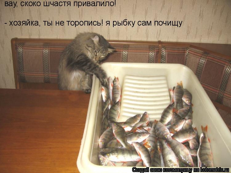 вау, скоко шчастя привалило! - хозяйка, ты не торопись! я рыбку сам почищу... Котоматрица: вау, скоко шчастя привалило! - хозяйка, ты не торопись! я рыбку сам почищу