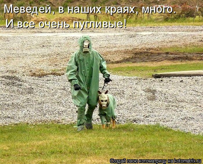 Меведей, в наших краях, много. И все очень пугливые!... Котоматрица: Меведей, в наших краях, много. И все очень пугливые!