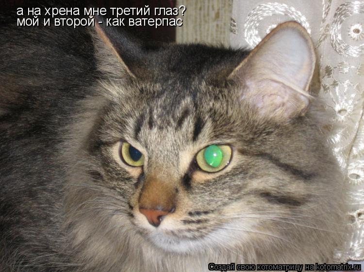 а на хрена мне третий глаз? мой и второй - как ватерпас... Котоматрица: а на хрена мне третий глаз? мой и второй - как ватерпас