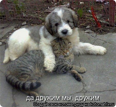 да дружим мы, дружим... Котоматрица: да дружим мы, дружим